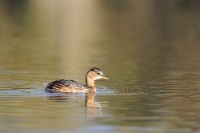 66903 Tachybaptus ruficollis (Tuffetto)